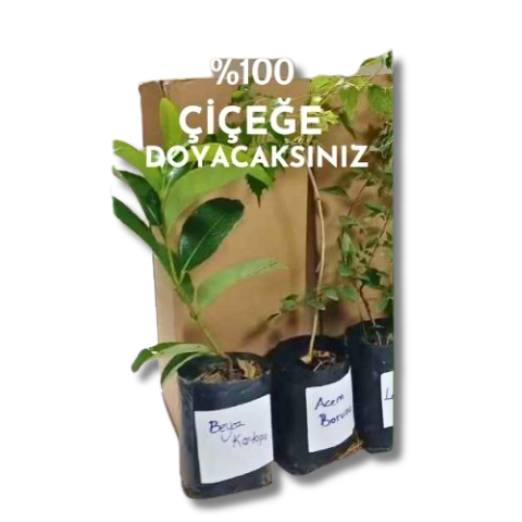 6lı set. 6 saksıda 6 çiçek Beyaz kartopu Acem borusu Leylak Ortanca Mor salkım Ful yasemin