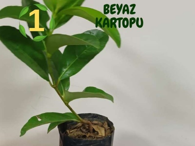 6lı set. 6 saksıda 6 çiçek Beyaz kartopu Acem borusu Leylak Ortanca Mor salkım Ful yasemin