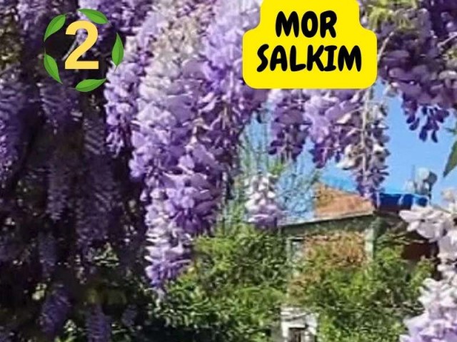 6lı set. 6 saksıda 6 çiçek Beyaz kartopu Acem borusu Leylak Ortanca Mor salkım Ful yasemin