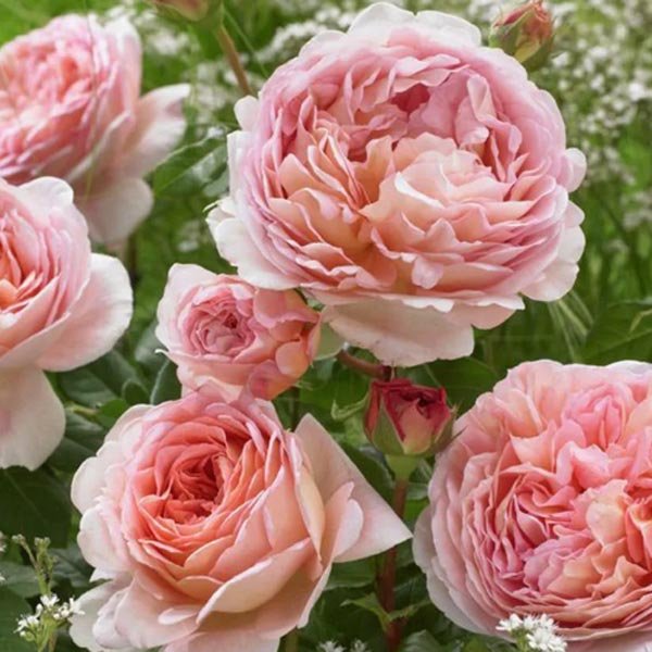 Abraham Darby Gülü Fidanı: Göz Alıcı Çiçeklerle Bahçenizi Şenlendirin