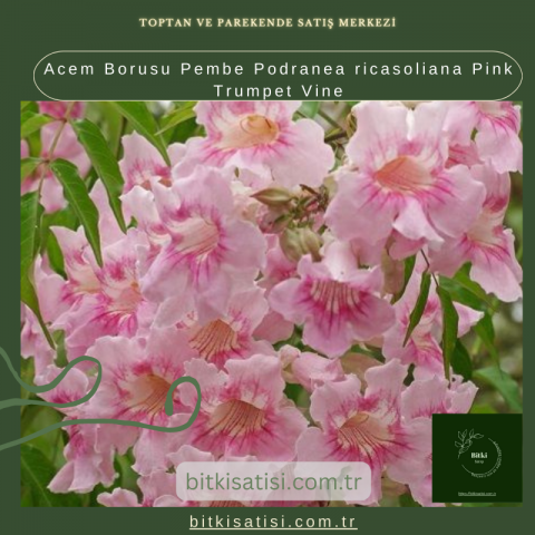 Acem Borusu Pembe Podranea ricasoliana Pink Trumpet Vine