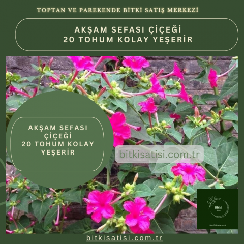 Akşam Sefası 20 Tohum Kolay Yeşerir
