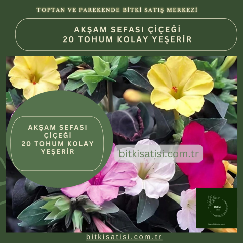 Akşam Sefası 20 Tohum Kolay Yeşerir