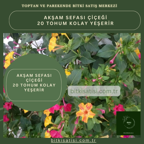 Akşam Sefası 20 Tohum Kolay Yeşerir