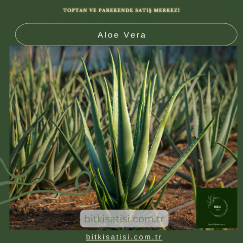 Aloe Vera Bitkisi - Doğal Cilt Bakımı ve Sağlık İçin Yetiştirin