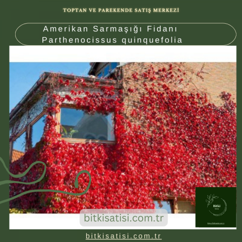 Amerikan Sarmaşığı Fidanı Parthenocissus quinquefolia