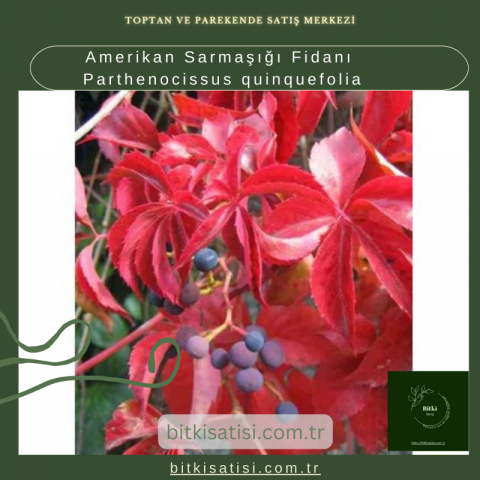 Amerikan Sarmaşığı Fidanı Parthenocissus quinquefolia