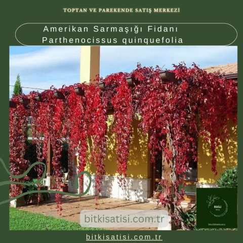Amerikan Sarmaşığı Fidanı Parthenocissus quinquefolia