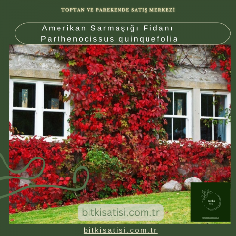 Amerikan Sarmaşığı Fidanı Parthenocissus quinquefolia