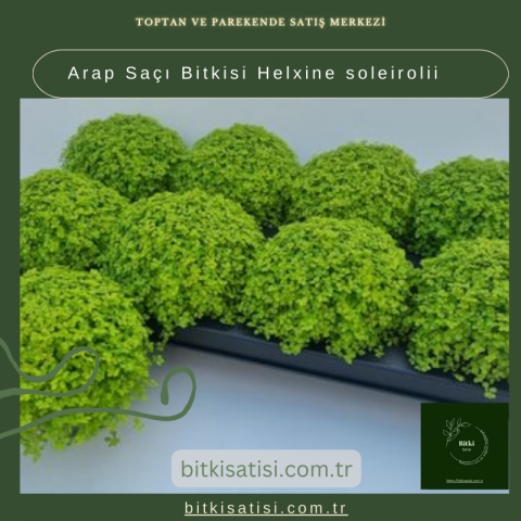 Arap Saçı Bitkisi Helxine soleirolii