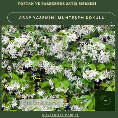Arap Yasemini Müthis Kokusu Var