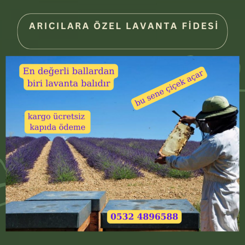 10 lu Arıcılar İçin Özel Lavanta Fidesi