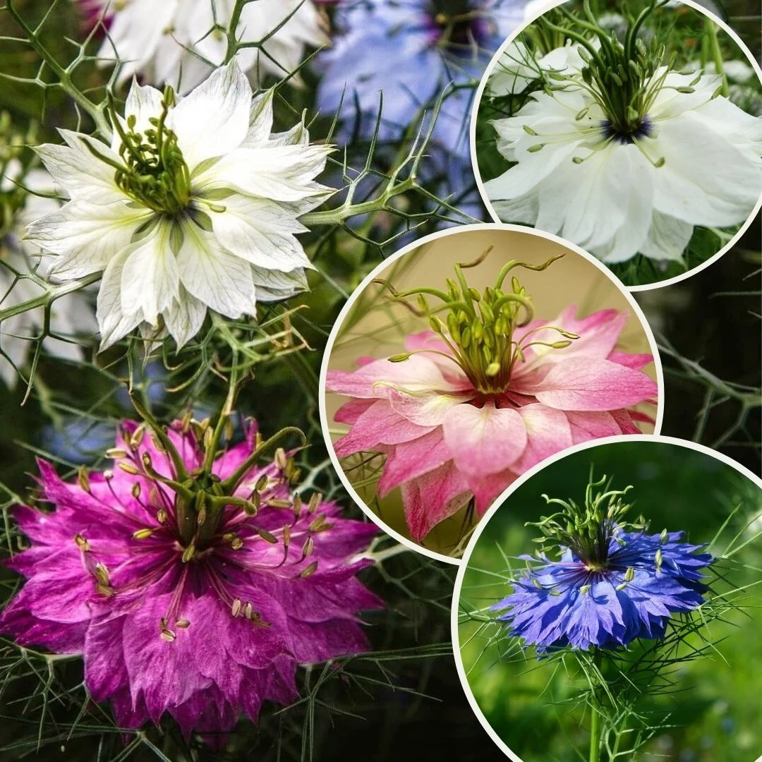 Aşkı Bahçenize Taşıyan Nigella Çiçeği ile Tanışın
