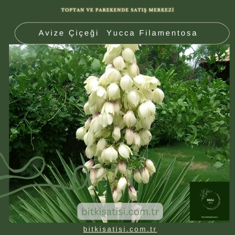 Avize Çiçeği  Yucca Filamentosa