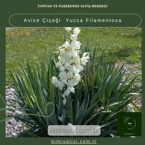 Avize Çiçeği  Yucca Filamentosa