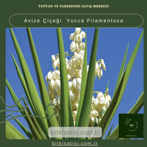 Avize Çiçeği  Yucca Filamentosa