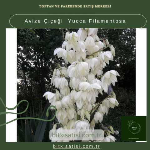 Avize Çiçeği  Yucca Filamentosa