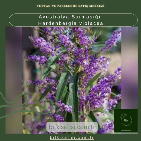 Avustralya Sarmaşığı Hardenbergia violacea