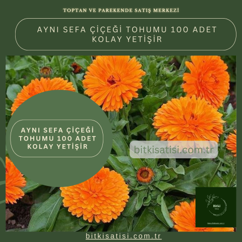 Aynı Sefa çiçeği Tohumu 100 Adet Kolay Yetişir
