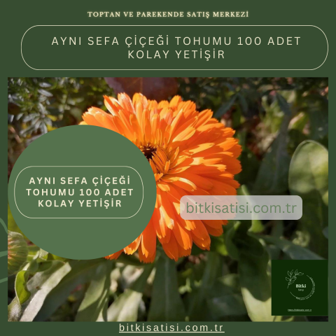 Aynı Sefa çiçeği Tohumu 100 Adet Kolay Yetişir