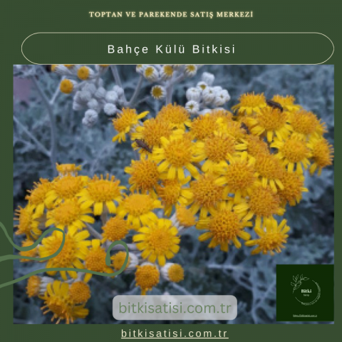 Bahçe Külü Bitkisi