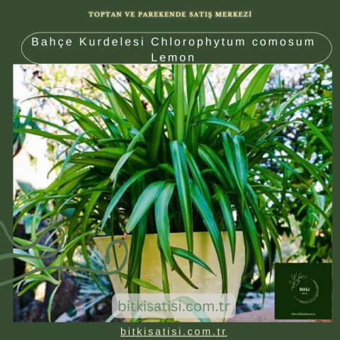 Bahçe Kurdelesi Chlorophytum comosum Lemon