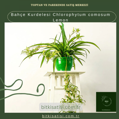 Bahçe Kurdelesi Chlorophytum comosum Lemon Bahçe Kurdelesi Chlorophytum comosum Lemon