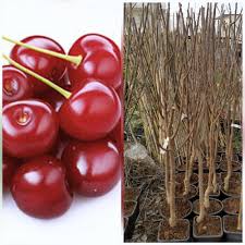 Bahçenizde Vişne Yetiştirin: Kolay Bakımla Verimli Sonuçlar