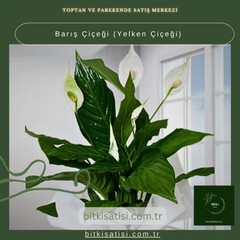 Barış Çiçeği-Yelken Çiçeği- Spatifilyum