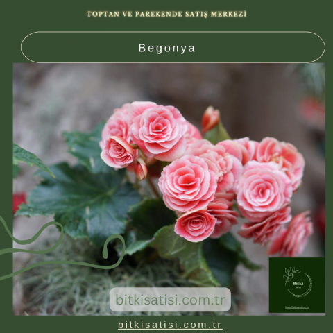 Begonya Çiçeği Satışı – Şık ve Renkli İç Mekan Bitkisi