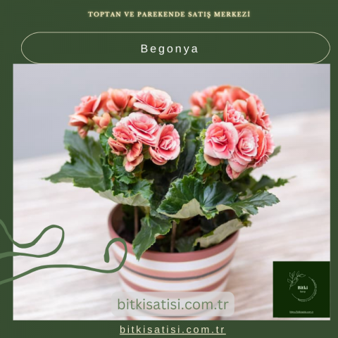 Begonya Çiçeği Satışı – Şık ve Renkli İç Mekan Bitkisi
