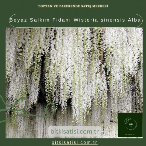 Beyaz Salkım Fidanı Wisteria sinensis Alba