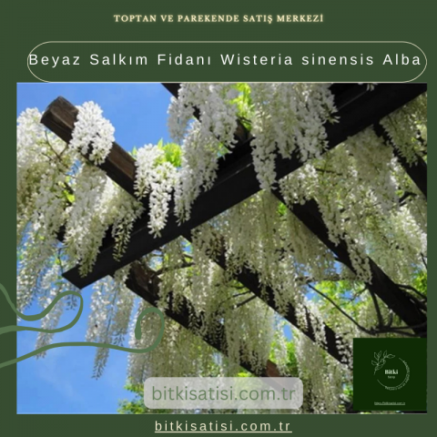 Beyaz Salkım Fidanı Wisteria sinensis Alba