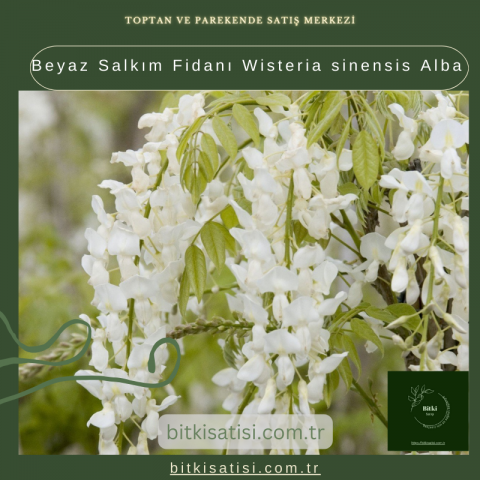 Beyaz Salkım Fidanı Wisteria sinensis Alba
