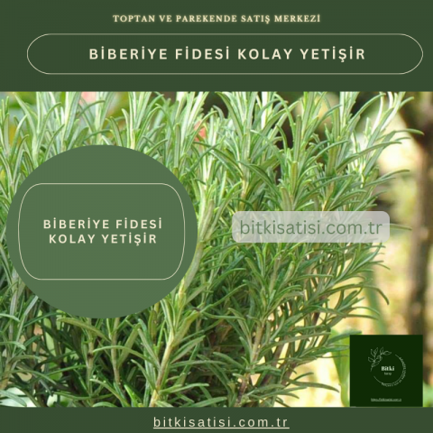Biberiye Fidesi Kolay Yetişir 500 Fide