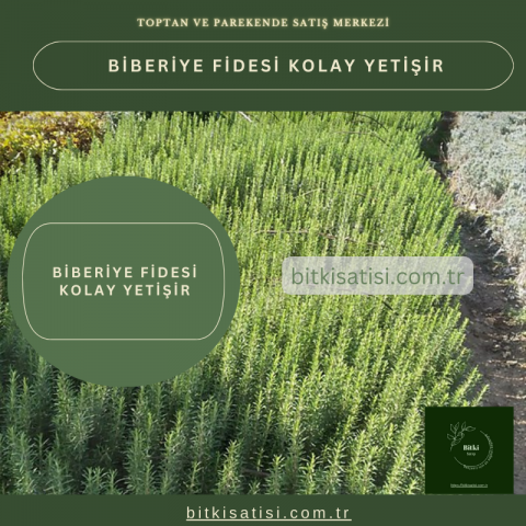 Biberiye Fidesi Kolay Yetişir 500 Fide