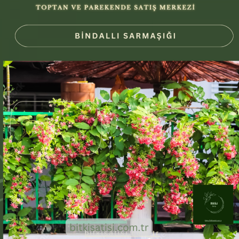 Bindallı Sarmaşığı Muhteşem Görüntü Muhteşem Kokulu