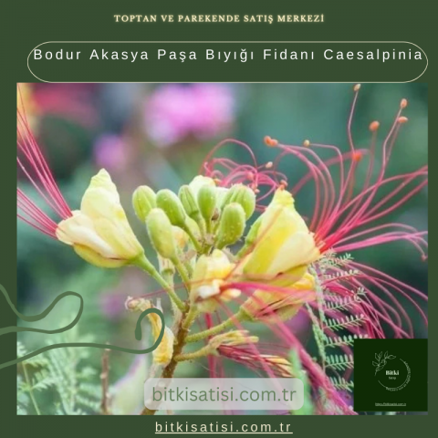 Bodur Akasya Paşa Bıyığı Fidanı Caesalpinia