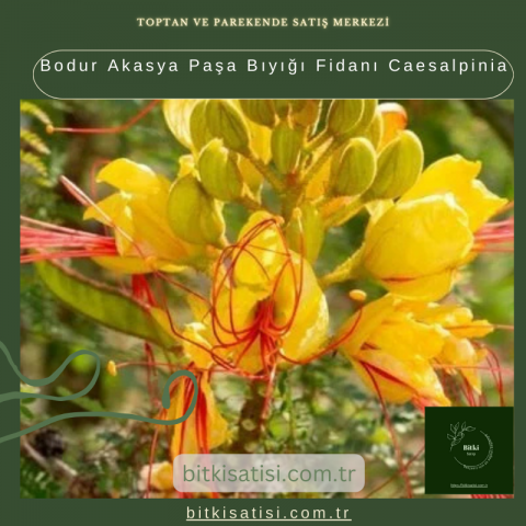 Bodur Akasya Paşa Bıyığı Fidanı Caesalpinia