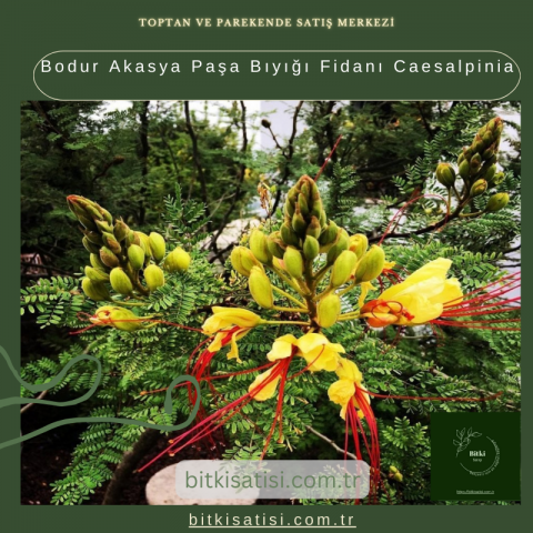 Bodur Akasya Paşa Bıyığı Fidanı Caesalpinia