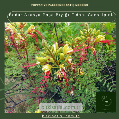 Bodur Akasya Paşa Bıyığı Fidanı Caesalpinia