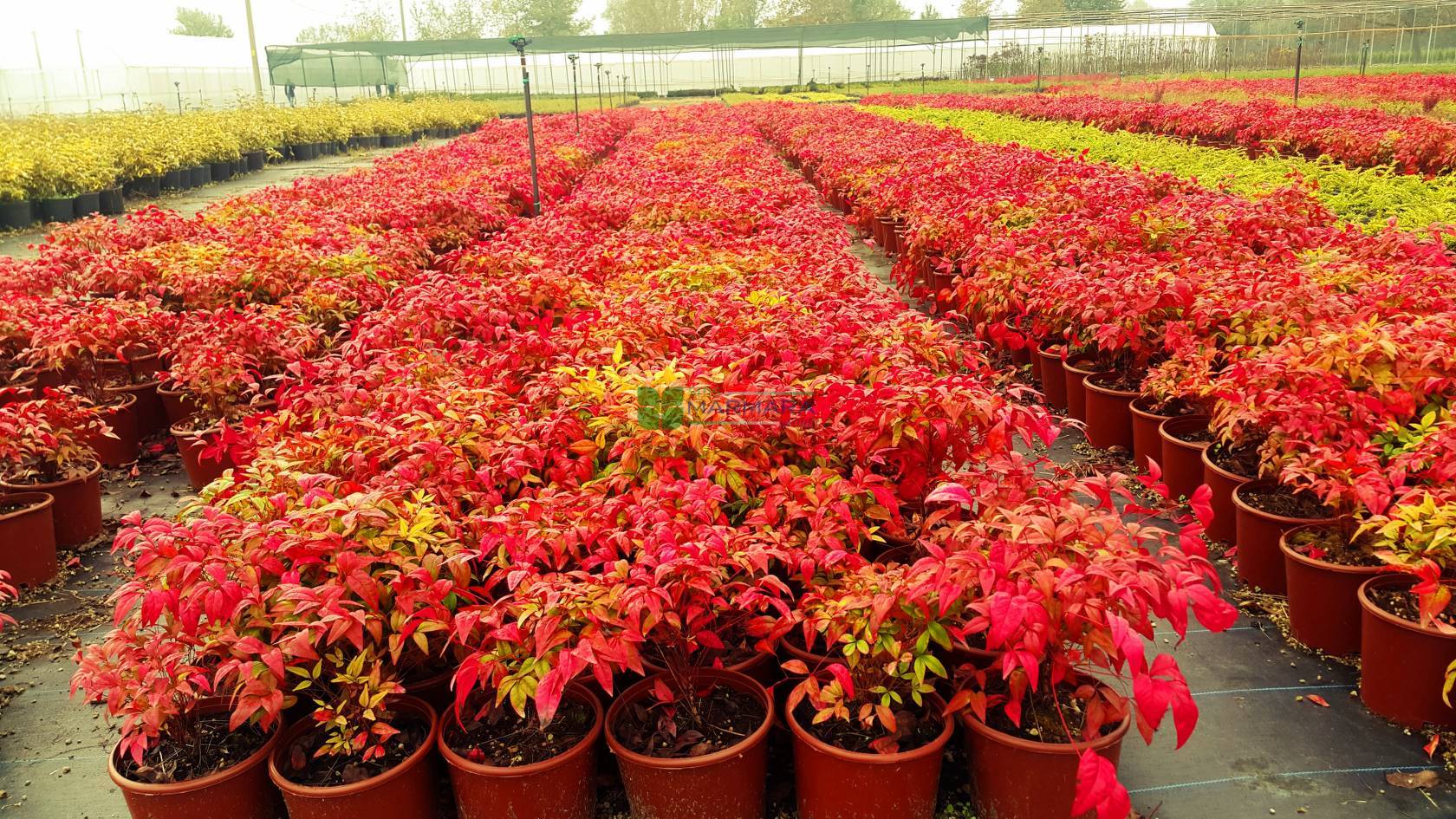 Bodur Cennet Bambusu Satışı | Bahçenize Doğal Şıklık Katın