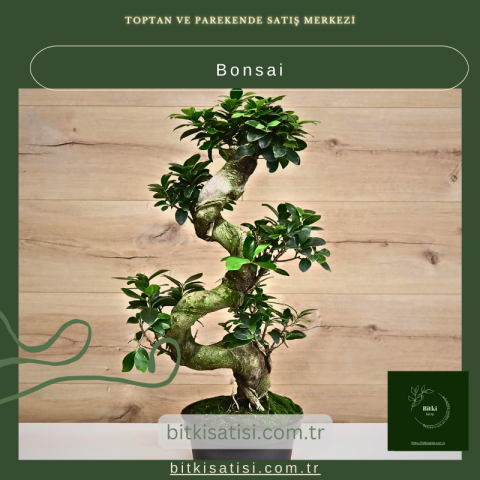 Bonsai