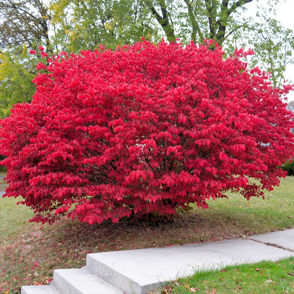 Burning Bush Bitkisi Satışı: Bahçenizi Sonbaharda Parlatın