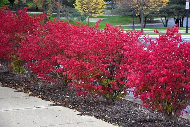 Burning Bush Bitkisi Satışı: Bahçenizi Sonbaharda Parlatın
