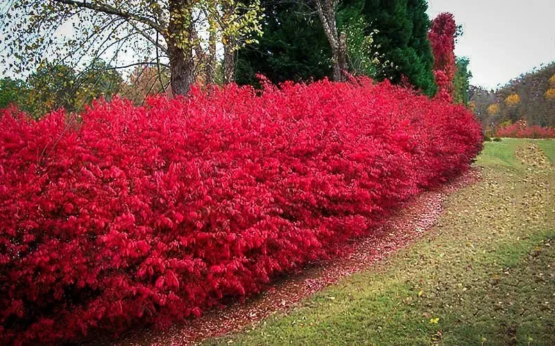 Burning Bush Bitkisi Satışı: Bahçenizi Sonbaharda Parlatın