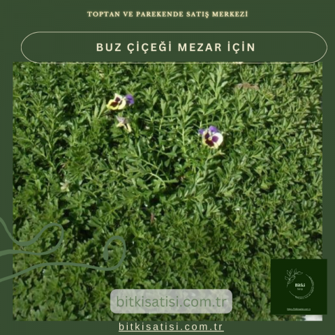 Buz Çiçeği 45 adet mezarda çok yıllık
