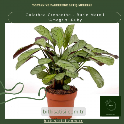 Calathea Ctenanthe - Burle Marxii 'Amagris' Ruby