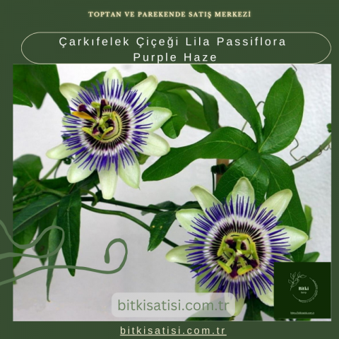 Çarkıfelek Çiçeği Lila Passiflora Purple Haze