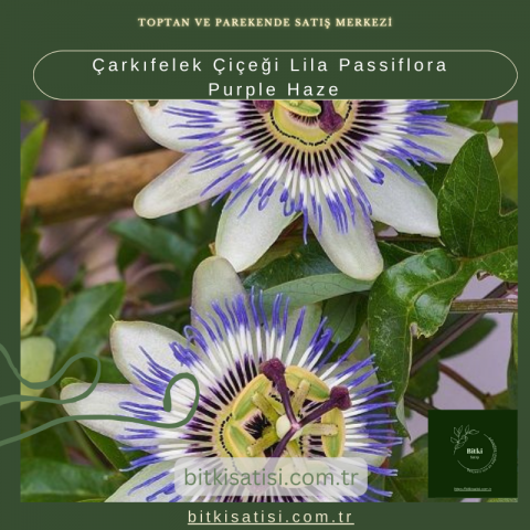 Çarkıfelek Çiçeği Lila Passiflora Purple Haze